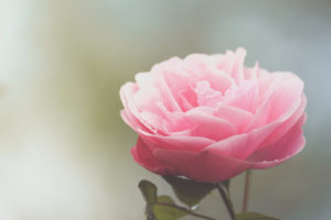 Close-Up rosa Rosenblüte Close-Up rosa Rosenblüte